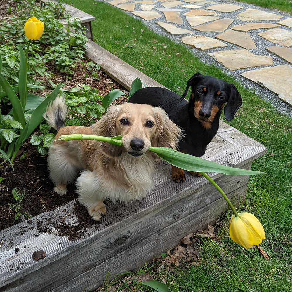 Tulips are toxic to dogs