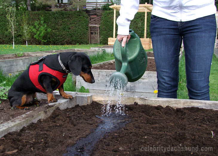 watering-the-garden-dog