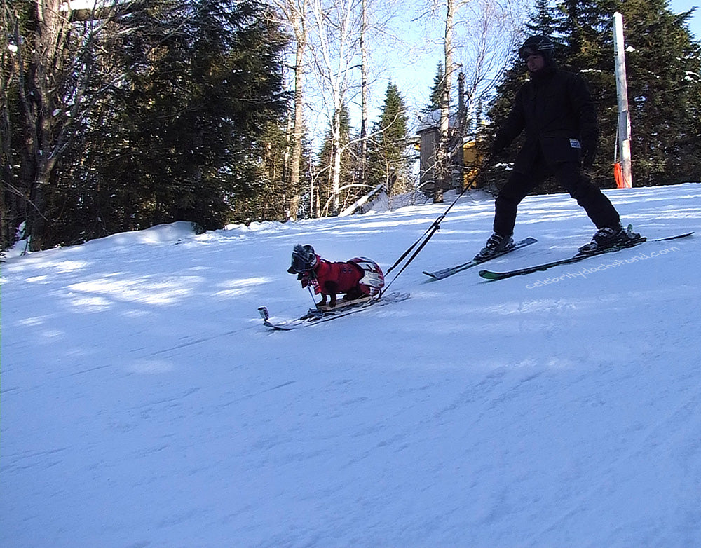 Wiener Dog Downhill Skiing