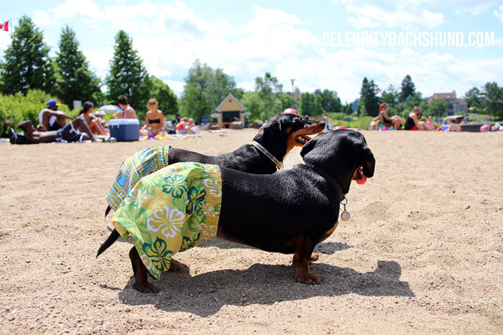 Wiener Dogs in Swim Suits