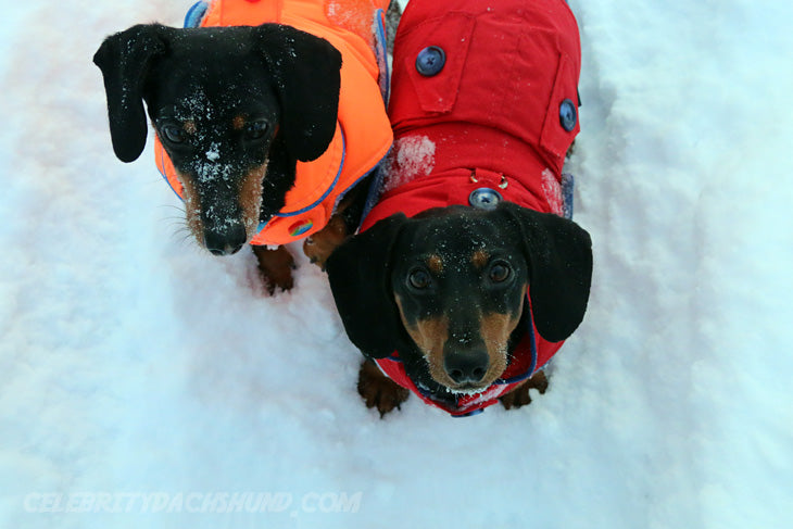 Wiener Dogs in the Snow