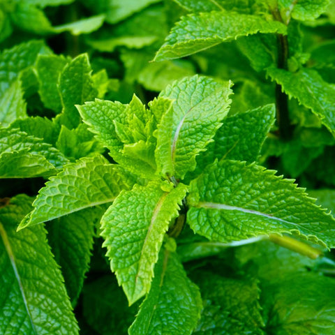 Comment utiliser la tisane de menthe poivrée comme un remède