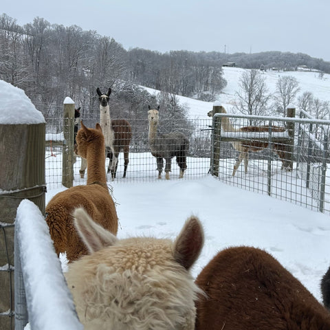 alpacas in the snow