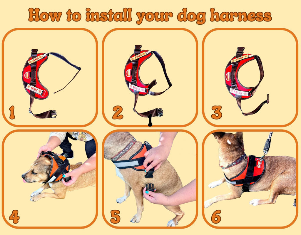 Graphic on how to install the dog harness | Raiana's Vibes