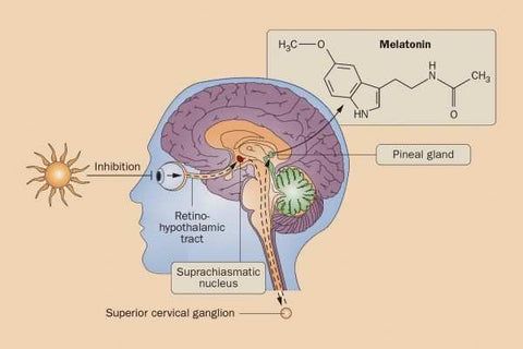 Melatonin Supplements Cambodia by NatureAid Phnom Penh Khmer Sleeping Problems