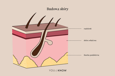Ilustracja anatomiczna budowy skóry