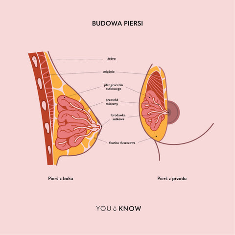 Ilustracja budowy anatomicznej piersi