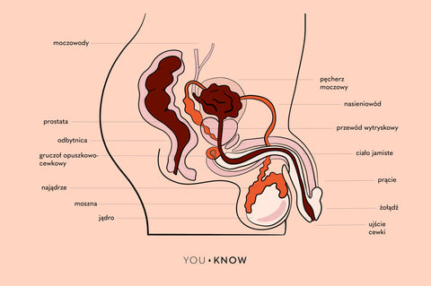 Ilustracja budowy rozrodczej penisa