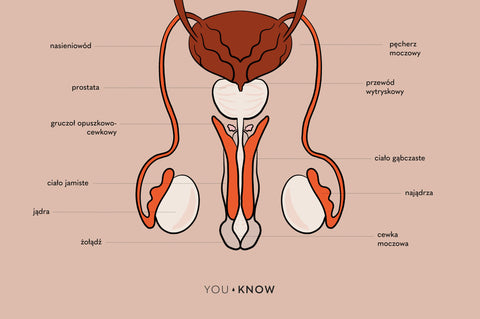 Ilustracja budowy penisa