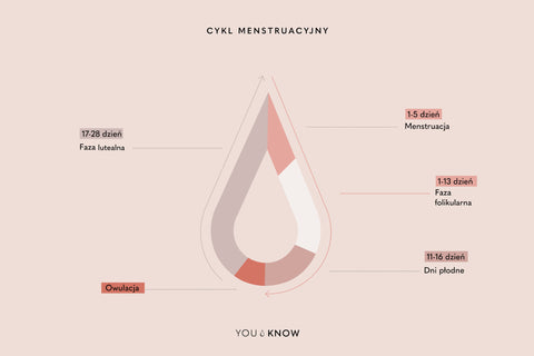 Ilustracja cyklu menstruacyjnego