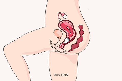 ilustracja anatomiczna kubeczka menstruacyjnego w pochwie