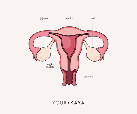 Ilustracja układu rozrodczego i macicy