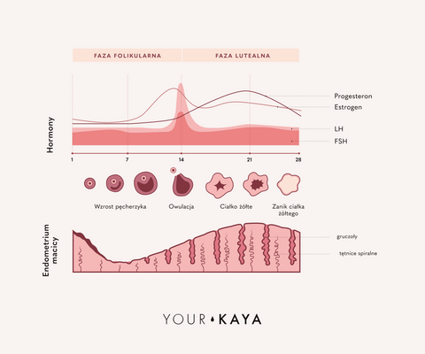 Ilustracja faz cyklu menstruacyjnego
