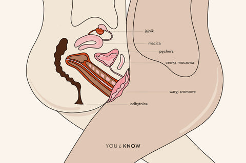Ilustracja penis w pochwie