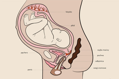 Ilustracja seksu w ciąży
