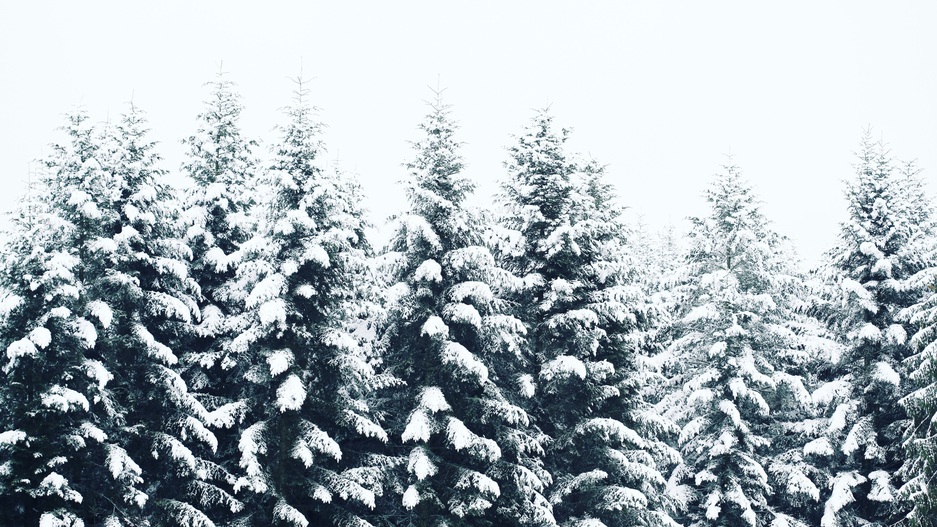 pine trees with snow