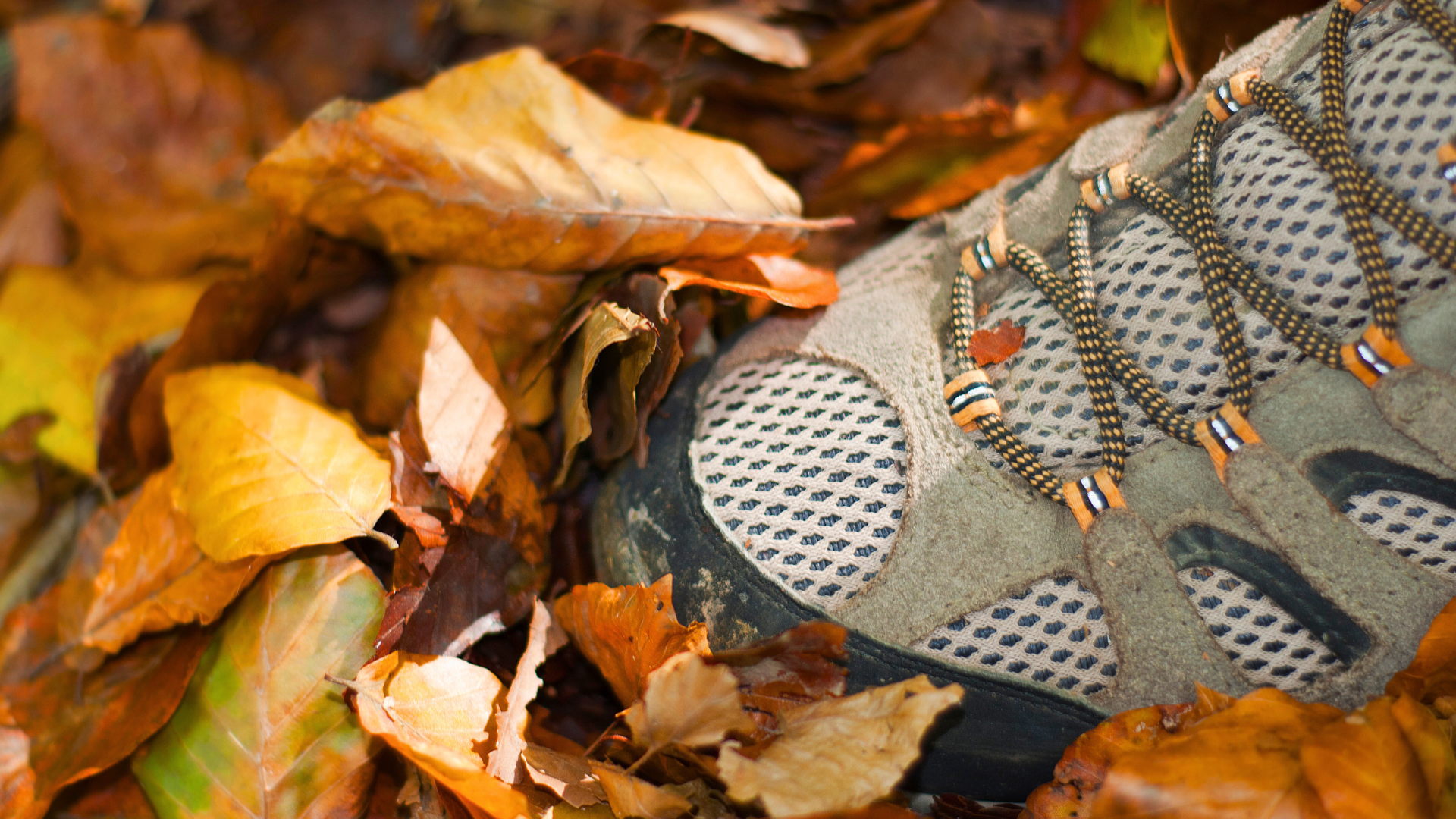 person in the dried leaves field