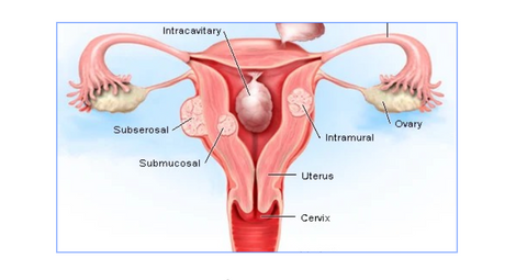 educational diagram of reproductive system