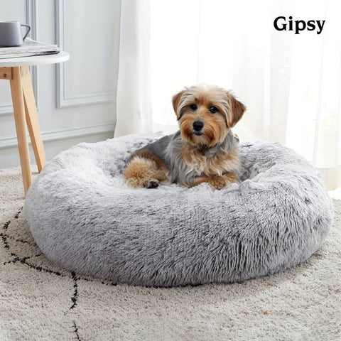 Gipsy est un chien qui est couché sur son coussin.