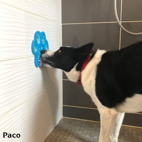 Un chien joue avec son tapis de léchage dans la douche