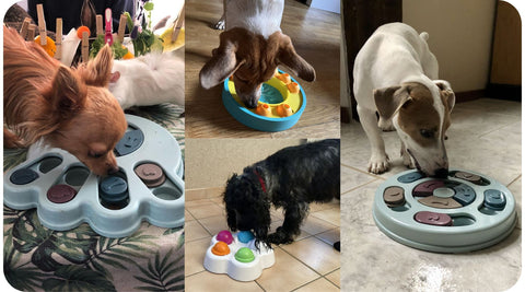 Plusieurs photos de chiens qui s'amusent avec des jouets intelligents.