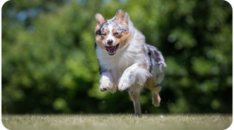 Un chien berger australien qui court