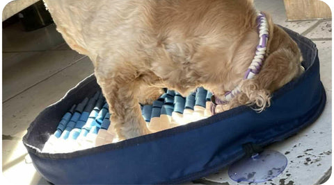 Un chien cherche des friandises dans son tapis de fouille.