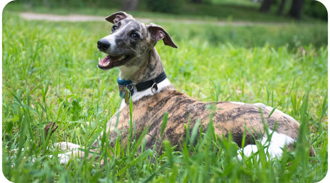 Un chien de race s'amuse dehors