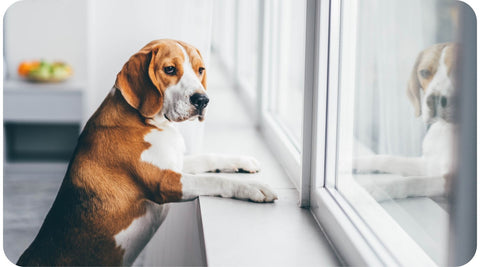 Un chien est seul à la maison et regarde par la fenêtre.