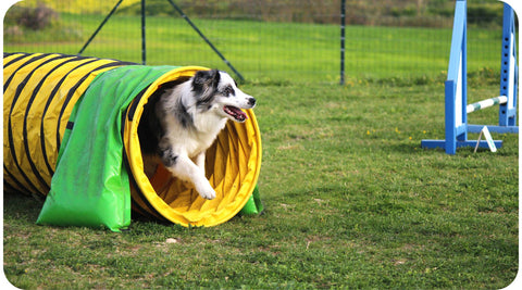 Un chien fait de l'agility et sort d'un tunnel