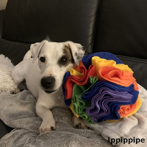 Un chien joue avec sa balle de fouille