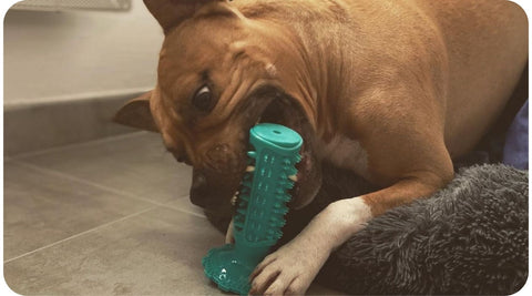 Le jouet de dentition est parfait pour les chiens qui aiment mâcher.