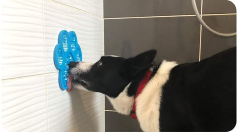 Un chien est occupé pendant sa douche grâce à son tapis de léchage.