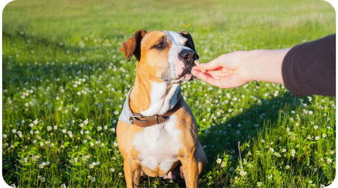 Un chien mange une friandise que son maître lui donne.