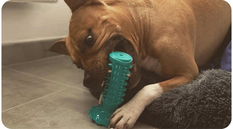 Un chien mâche son jouet de dentition car ses propriétaires sont absents de la maison.