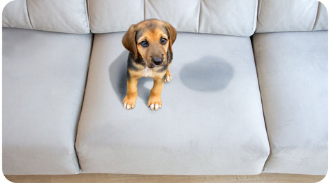 Un chiot qui est resté seul à la maison a uriné sur le canapé du salon.