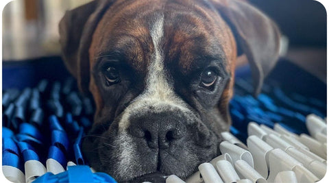 Un chien seul à la maison joue avec sa balle et ton tapis de fouille pour s'occuper.