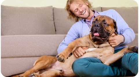 Un homme caresse son gros chien sur le canapé.