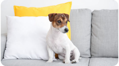 Un jack russel est sur la canapé et attend son maître