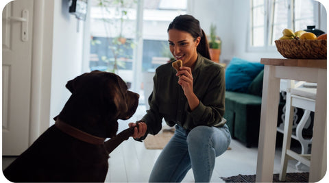 Une femme s'amuse avec son chien avant de partir au travail.