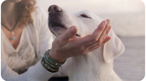 Une personne caresse son chien à son retour de travail