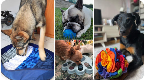 Voici un ensemble de photos de chiens avec leurs meilleurs jouets d'occupation.