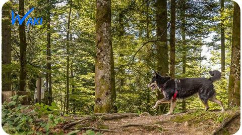 Wakiboutique propose des harnais pour chien de très bonne qualité