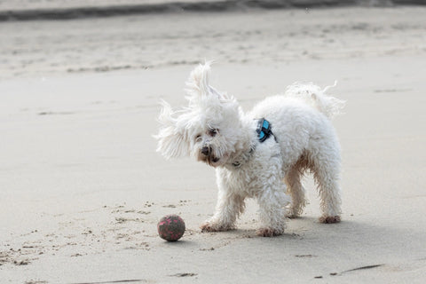 Bichon Maltais qui joue sur la plage avec une balle rose