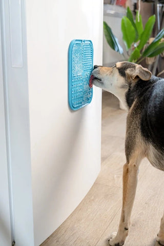 Chien lèche un lickimat collé au mur recouvert de fromage blanc