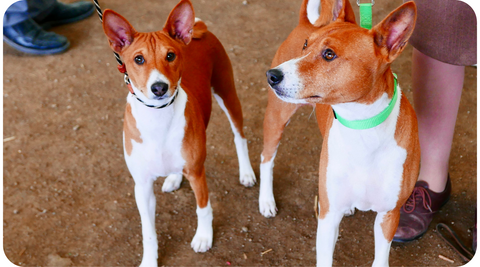 La photo montre deux chiens de race basenji.