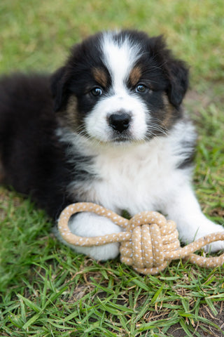 Chiot Berger Australien avec sa balle en corde