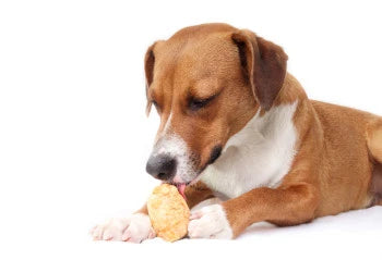 Chien mangeant du fromage de Yak soufflé au micro-ondes