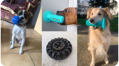 Plusieurs photos de chiens qui jouent avec des jouets spécialement conçus pour résister aux morsures.