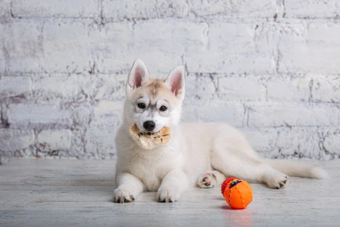 Husky de couleur claire qui ronge des oreilles de porc et de bœuf séchées